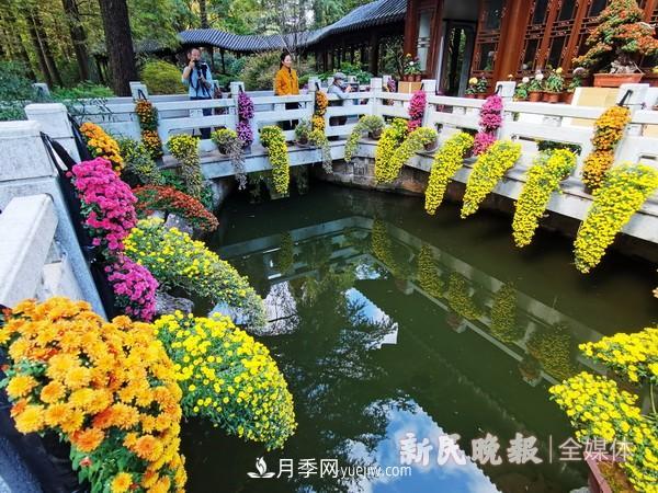 上海植物园菊花精品展(图2)
