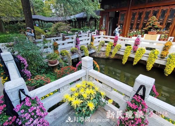 上海植物园菊花精品展(图3)