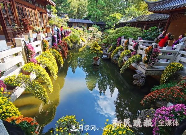 上海植物园菊花精品展(图1)