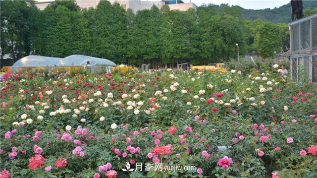花开华南地区，哪些月季品种，征服了广州这片“热土”？(图1)