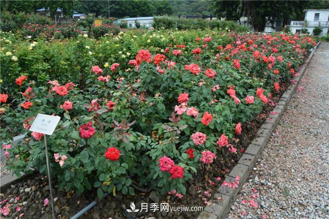 花开华南地区，哪些月季品种，征服了广州这片“热土”？(图7)