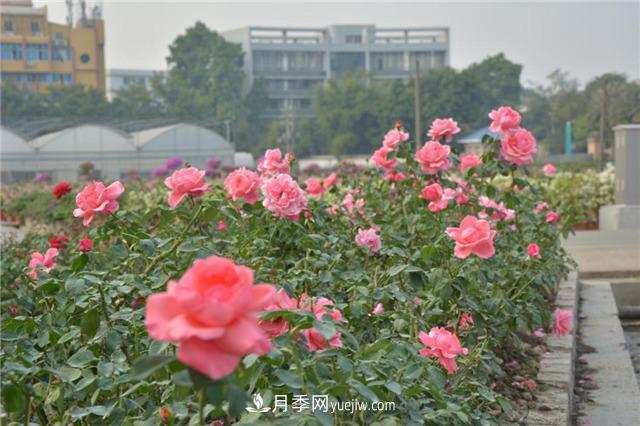 花开华南地区，哪些月季品种，征服了广州这片“热土”？(图8)