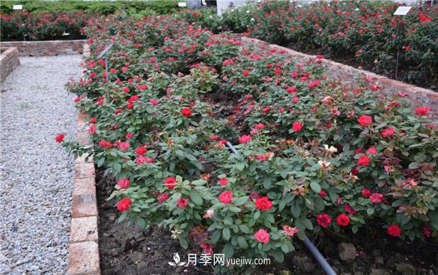 花开华南地区，哪些月季品种，征服了广州这片“热土”？(图9)