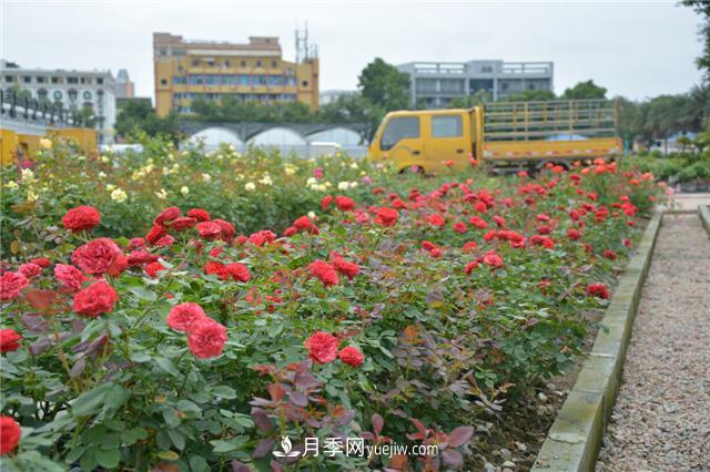 花开华南地区，哪些月季品种，征服了广州这片“热土”？(图10)