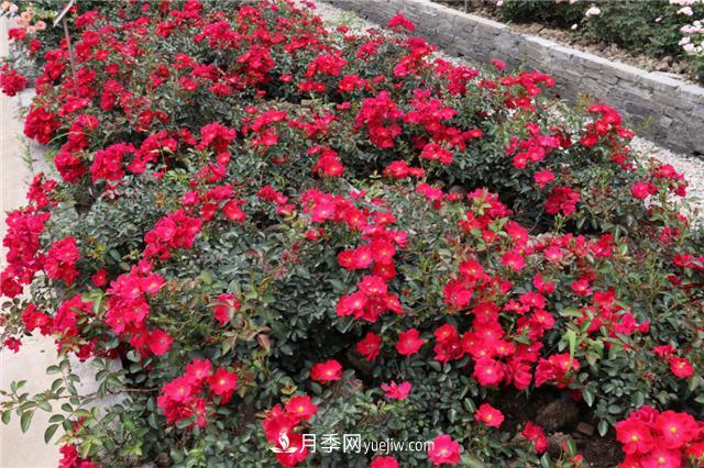 花开华南地区，哪些月季品种，征服了广州这片“热土”？(图11)