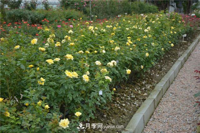 花开华南地区，哪些月季品种，征服了广州这片“热土”？(图12)