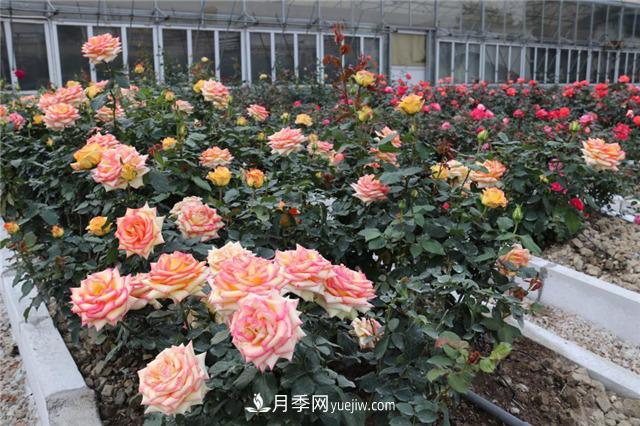花开华南地区，哪些月季品种，征服了广州这片“热土”？(图14)