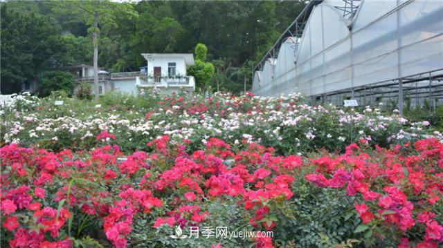 花开华南地区，哪些月季品种，征服了广州这片“热土”？(图16)