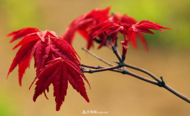 日本红枫、美国红枫、中国红枫这样区分，认识这种彩叶苗木(图1)