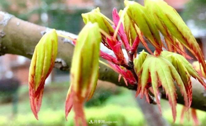 日本红枫、美国红枫、中国红枫这样区分，认识这种彩叶苗木(图3)