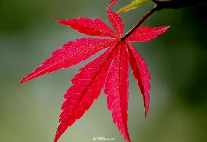 日本红枫、美国红枫、中国红枫这样区分，认识这种彩叶苗木(图5)