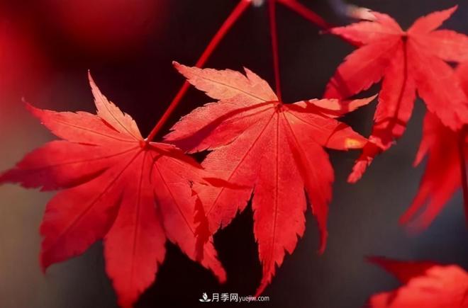 日本红枫、美国红枫、中国红枫这样区分，认识这种彩叶苗木(图4)