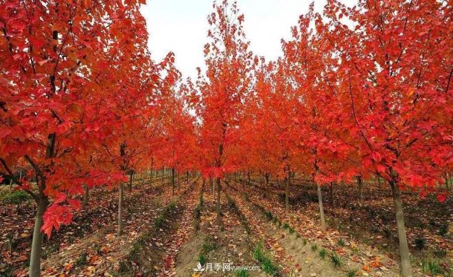 日本红枫、美国红枫、中国红枫这样区分，认识这种彩叶苗木(图9)