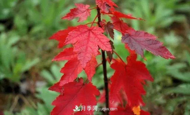 日本红枫、美国红枫、中国红枫这样区分，认识这种彩叶苗木(图6)