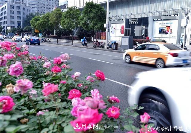 相约金秋，一场月季旋风吹遍武汉汉阳三镇！气场强大堪比春天(图2)