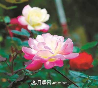 一展红颜为知音 杭州花圃月季正当时(图1)