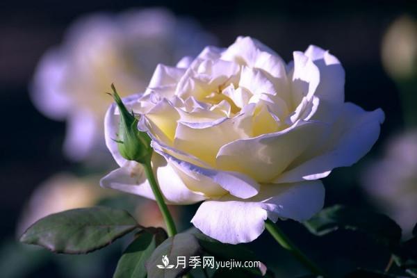 白色月季花的花语和寓意(图1)