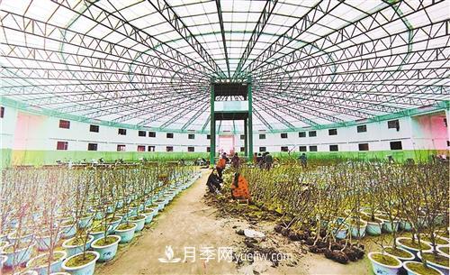 河南省南召县发展苗木产业集群 玉兰产业成增收支柱(图2)