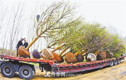河南省南召县发展苗木产业集群 玉兰产业成增收支柱(图1)