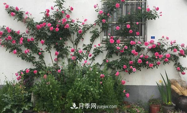 冬天来了月季花要休眠了，抓紧做这3件事，为明年开花做准备！(图2)