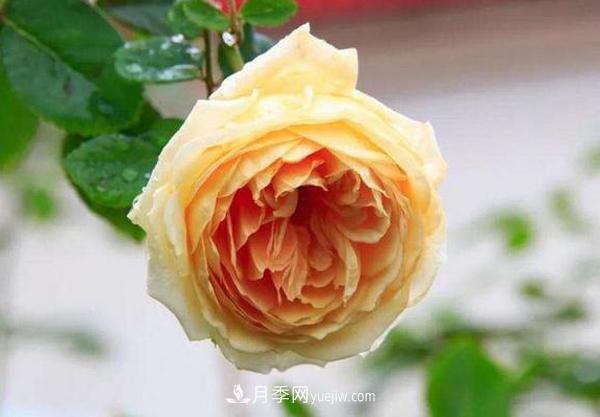 冬天来了月季花要休眠了，抓紧做这3件事，为明年开花做准备！(图3)