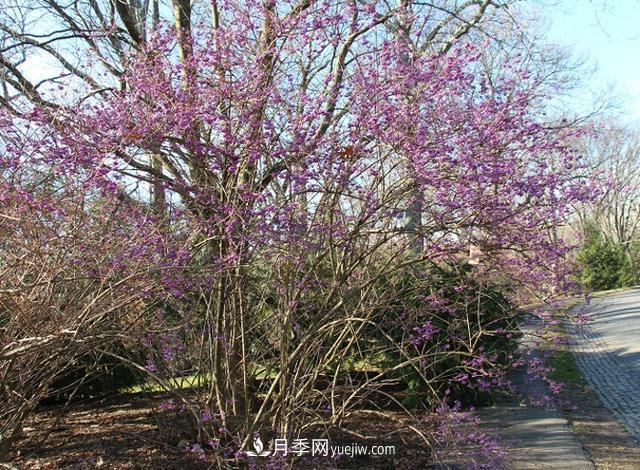 园林树木百家姓——紫叶苗木(图6)