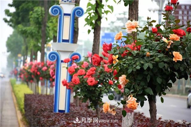 河北北京天津树状月季成风景线，四季应该怎么养护？(图1)