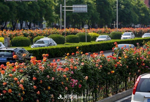 河北北京天津树状月季成风景线，四季应该怎么养护？(图2)