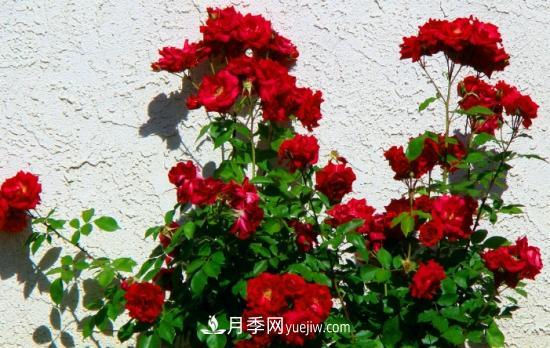 月季网教你如何区分月季和玫瑰(图7) 月季网教你如何区分月季和玫瑰(图7)