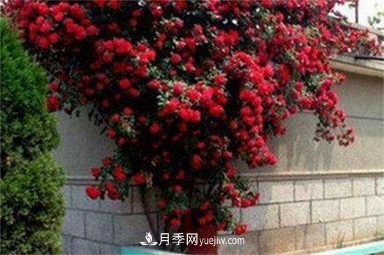 红木香花是不是月季花(图3)