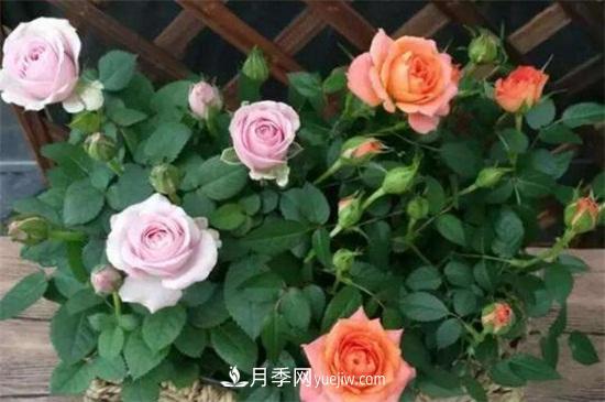 小盆栽月季花怎么养殖(图1)