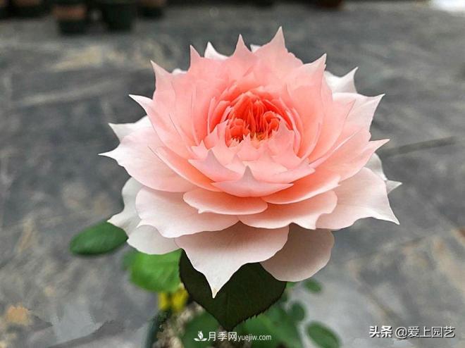 盘点那些比荷花还美的月季让荷花无路可走