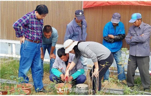 上海崇明举办月季繁殖栽培及冬季养护技术培训(图2)