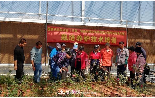 上海崇明举办月季繁殖栽培及冬季养护技术培训(图1)