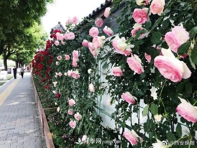 西安长安街数百米月季“网红墙” 鲜花怒放(图1)