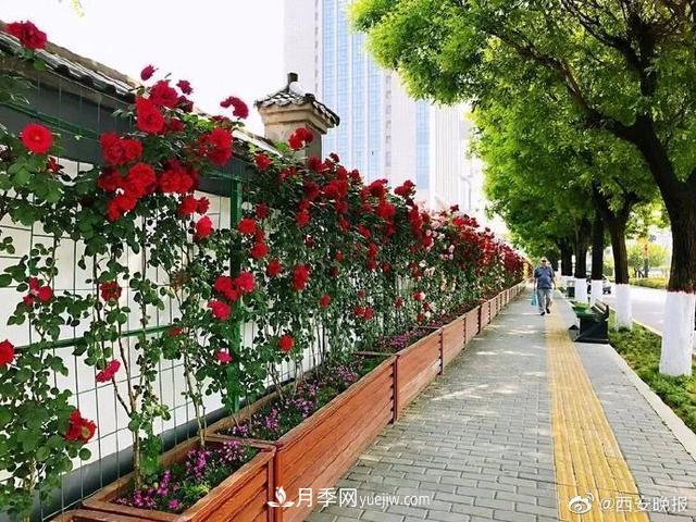 西安长安街数百米月季“网红墙” 鲜花怒放(图2)