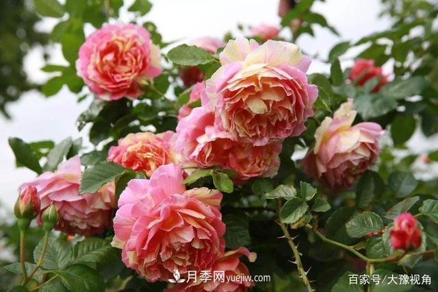 河南省各市市花，洛阳牡丹最出名，月季最受欢迎(图1)