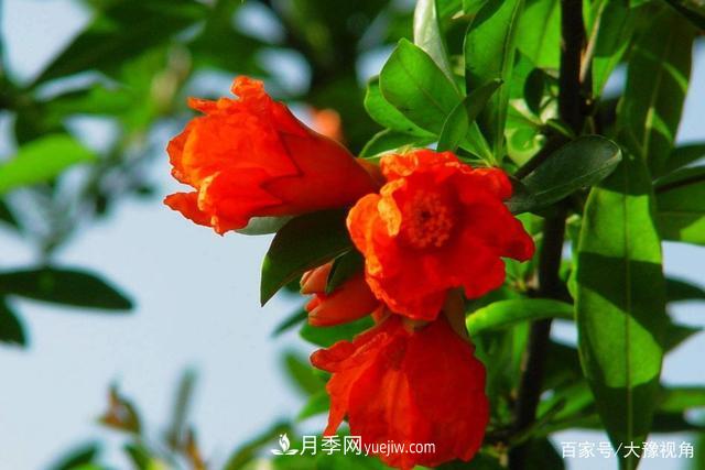河南省各市市花，洛阳牡丹最出名，月季最受欢迎(图3)