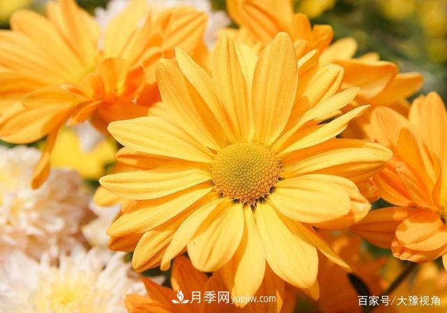 河南省各市市花，洛阳牡丹最出名，月季最受欢迎(图2)