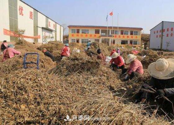 南召县发展特色苗木农业 产业扶贫立体化布局(图3)