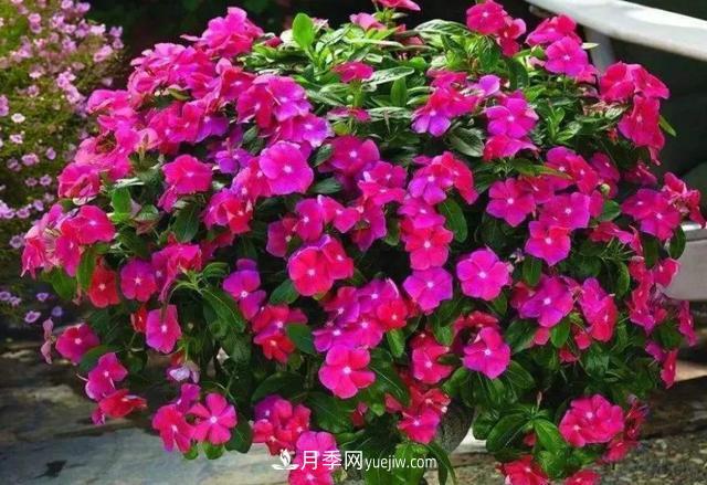 为啥这些花能脱颖而出,成为国庆花坛里的主流