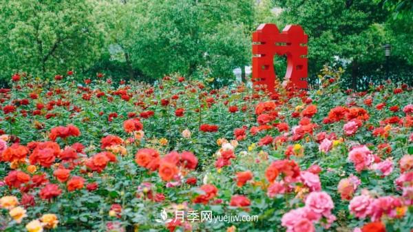 淮安市花月季为什么这样“红”？(图5)