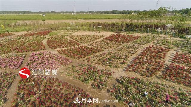 宿迁泗阳：70万株月季绘就巨型“花开图”(图2)