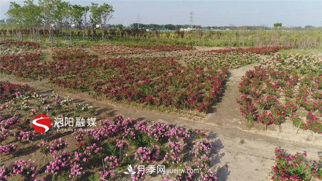 宿迁泗阳：70万株月季绘就巨型“花开图”(图1)