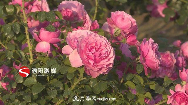 宿迁泗阳：70万株月季绘就巨型“花开图”(图3)