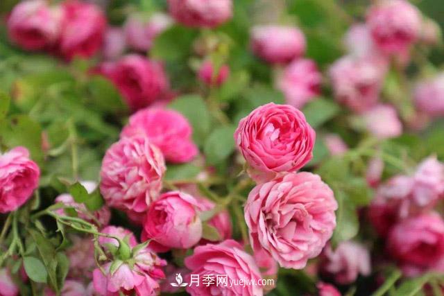 云南：2019年花卉总产值751.7亿元 鲜切花产量139.7亿枝(图1)
