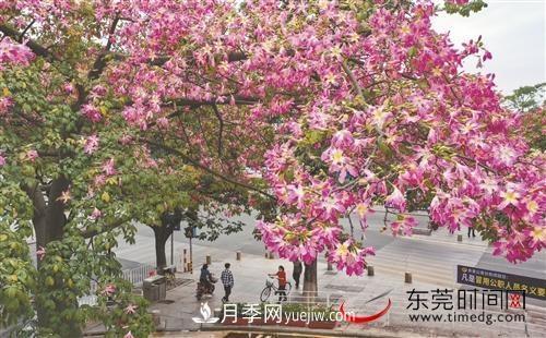 初冬时节，东莞市长安镇时令花卉大放异彩令人赏心悦目(图3)