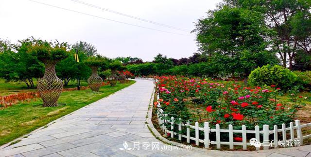 三门峡：栽植9000余株月季 陕州公园月季花海有美景(图2)