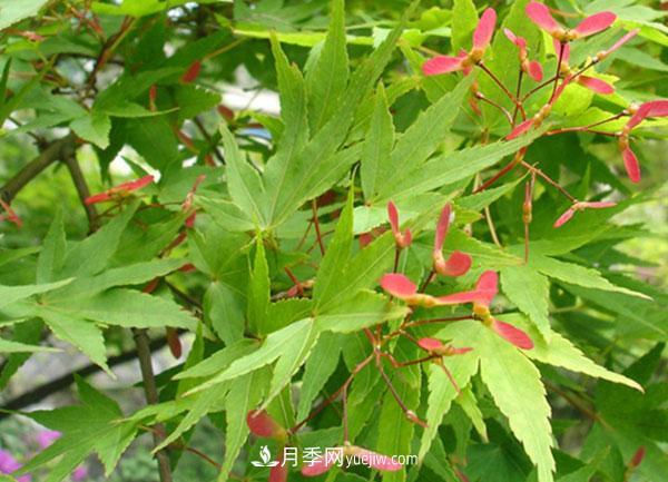 鸡爪槭和红枫的区别，叶片、枝干、花果期(图2)