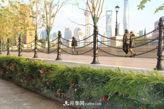 提升城市园林绿化，苏州向上海学什么？(图2)